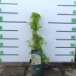 Hortenzia popínavá (Hydrangea anomala glabra) ´CRUG CORAL´- výška 40-60 cm, kont. C2L